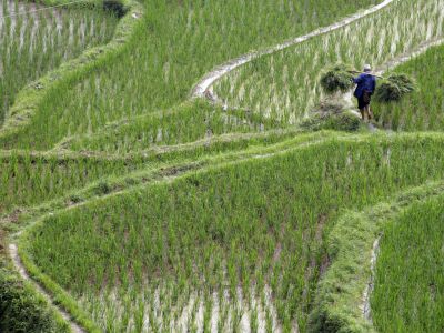 农民使用信息通信技术的因素：巴基斯坦和中国的比较分析