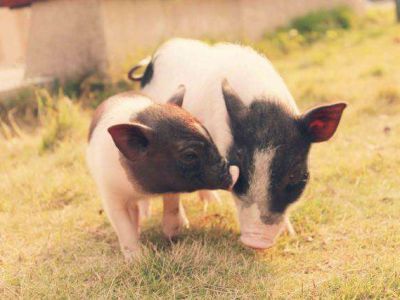 生猪生产将纳入国家安全战略，加大对猪场金融支持
